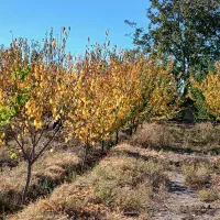 باغ هزار متری در روستای بنگی با یک ساعت آب ملکیتی|فروش خانه و ویلا|مرند, |دیوار