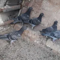 ۵عددپلاکی ۴تاجوجه۱ماده