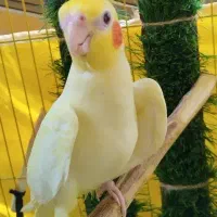 عروس هلندی گم شده