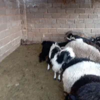 فروش تعدادی کهره و بره چاق|حیوانات مزرعه|داراب, |دیوار