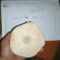 فسیل خارتن درشت|کلکسیون اشیاء عتیقه|تهران, صادقیه|دیوار