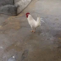 خروس ماشینی