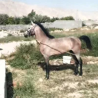 اسب