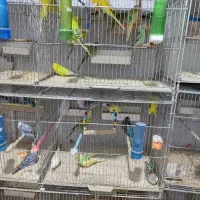 فروش مرغ عشق عمده|پرنده|سهند, |دیوار