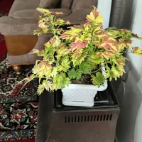 گل و گیاه طیبعی