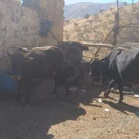 گوساله نر|حیوانات مزرعه|نوسود, |دیوار