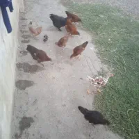 هفت عدد جوجه بزرگ دورگ دانه 220|پرنده|دلند, |دیوار