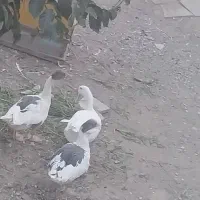 غاز
