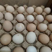 تخم نطفه دار .