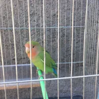 طوطی برزیلی