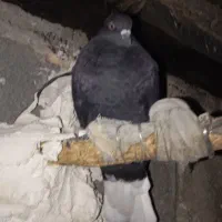 تعدادی کبوتر|پرنده|دوگنبدان, |دیوار