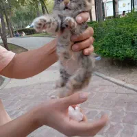 ۵ تا گربه ناز و ملوس بدون مادر