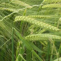 جو  ماکویی بذری