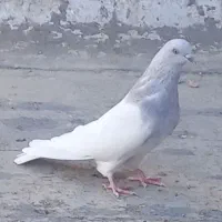 کبوتر نر مورباش