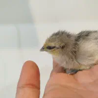 جوجه اراکانا (تخم آبی)