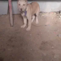 توله سگ|سگ|تایباد, |دیوار