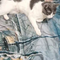 واگذاری گربه|گربه|پاکدشت, پاکدشت (مامازند)|دیوار