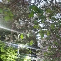 داوطلبانه
