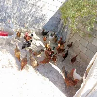 مرغ و خروس|حیوانات مزرعه|سرپل ذهاب, |دیوار