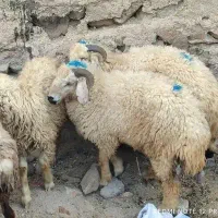 بره نر چاق و چله