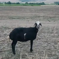گوسفند  لختی کله عروس