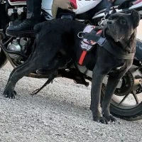 سگ کن کرسو معاوضه با سگ نگهبان