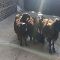 4راس نر1راس ماده شیرمست|حیوانات مزرعه|قزوین, |دیوار