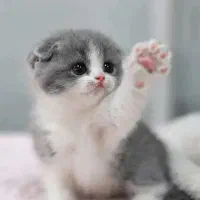 عقیم سازی گربه نر