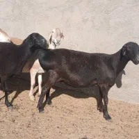 میش چینی خالص|حیوانات مزرعه|مهریز, |دیوار