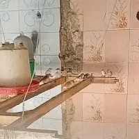 فنچ