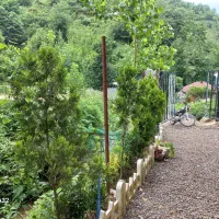 ویلا باغ کلبه جنگلی|اجارهٔ کوتاهمدت ویلا و باغ|لنگرود, |دیوار