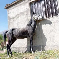 مادیان کرد 5سال|اسب و تجهیزات اسبسواری|شهرکرد, |دیوار