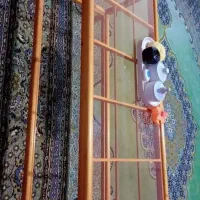میز وسط
