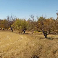 فروش باغ در روستای اینچه رهبری