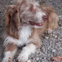 سگ نر