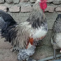 خروس امپراتور/برهما|حیوانات مزرعه|قائم‌شهر, |دیوار