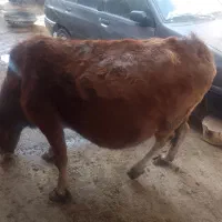 گاو رسمی|حیوانات مزرعه|آوج, |دیوار