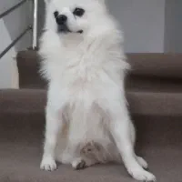 سگ پامر نر|سگ|ساری, |دیوار