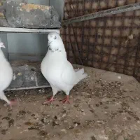 کفتر|پرنده|فولادشهر, B2|دیوار