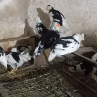 مرغ گلین با جوجه وخروس|حیوانات مزرعه|قائمشهر, |دیوار