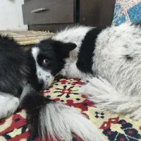 سگ پاکوتاه ماده بی پناه و خسته