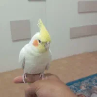 عروس هلندی