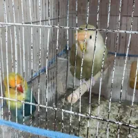 طوطی کوتوله برزیلی|پرنده|برازجان, |دیوار