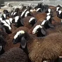 گوسفندجهت نگهداری|حیوانات مزرعه|اردکان, |دیوار