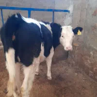 گوساله ماده