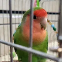 طوطی برزیلی