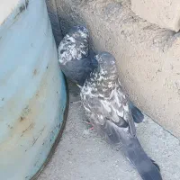 کفتر قاره ماده