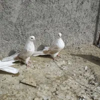 سلام 18عدوکت زرد نروماده کشیده بلند|پرنده|مبارکه, |دیوار