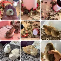 جوجه بلدرچین/بلدرچین گوشتی/بلدرچین تخمگذار