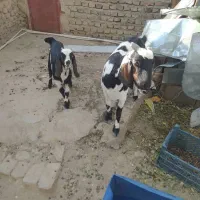 بز مری جوان